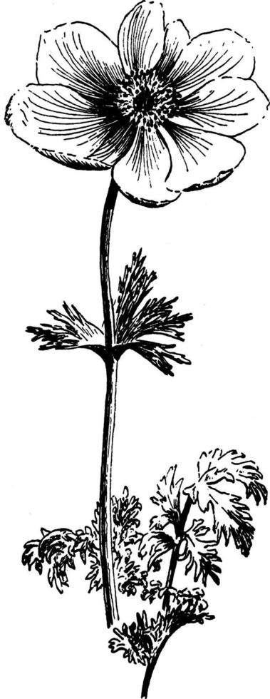 絵画 anemone アネモネ」ジクレー | 沼本三郎・日本画家