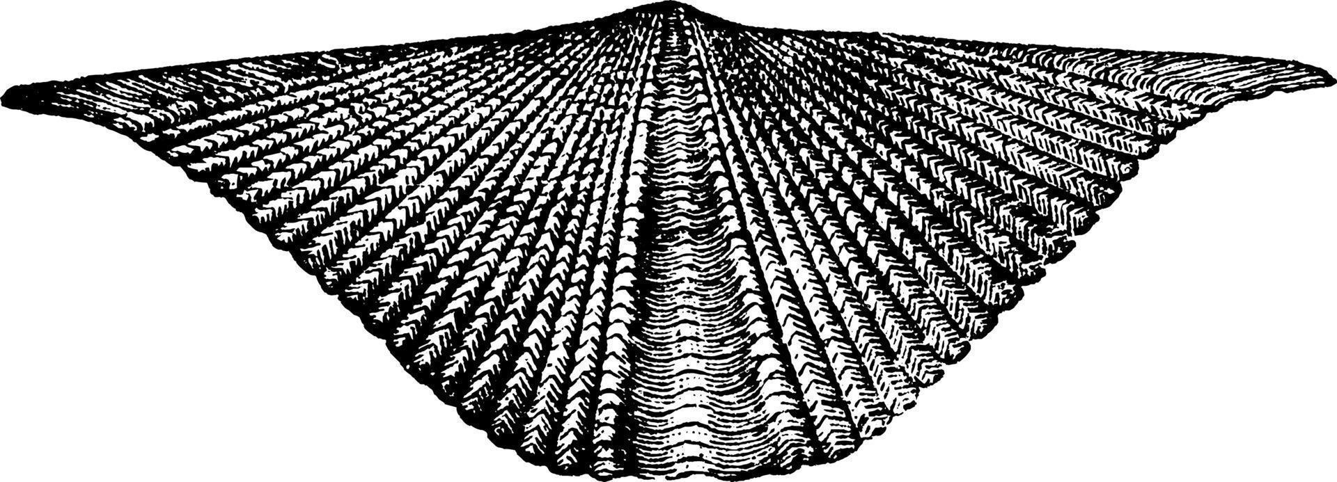 Sprifer Mollusk, vintage illustration. vector