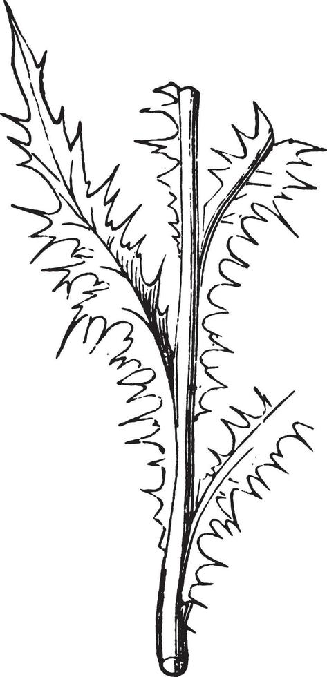 Decurrent Leaf vintage illustration. vector