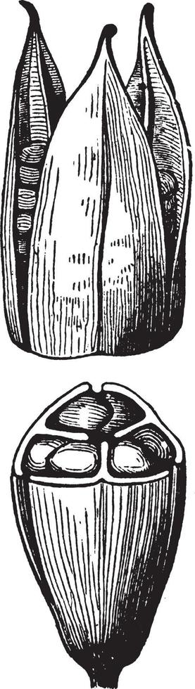 cápsula de ilustración vintage de iris. vector