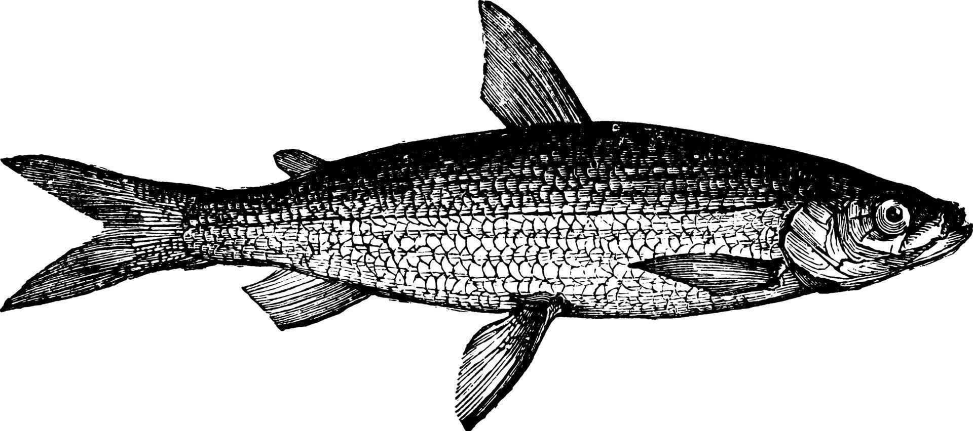 Vendace, vintage illustration. vector