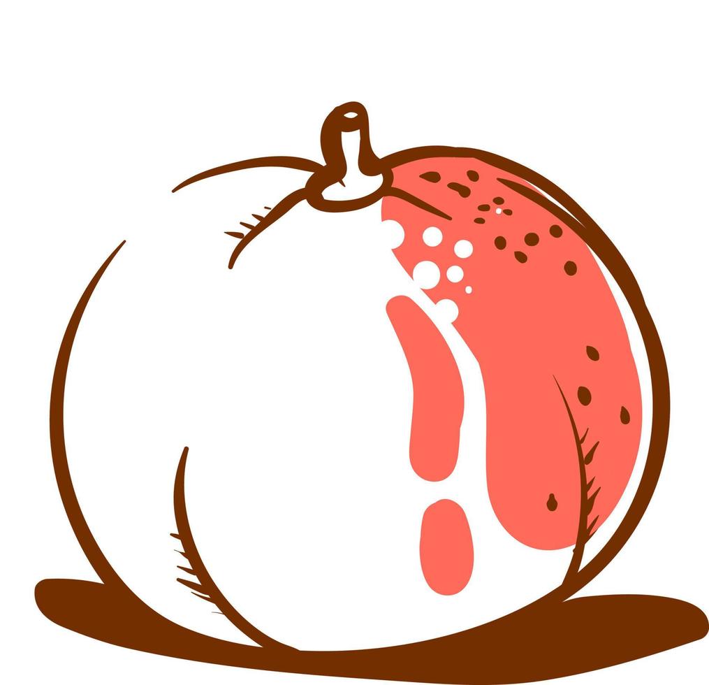 Grapefruit drawing, illustration, vector on white background.