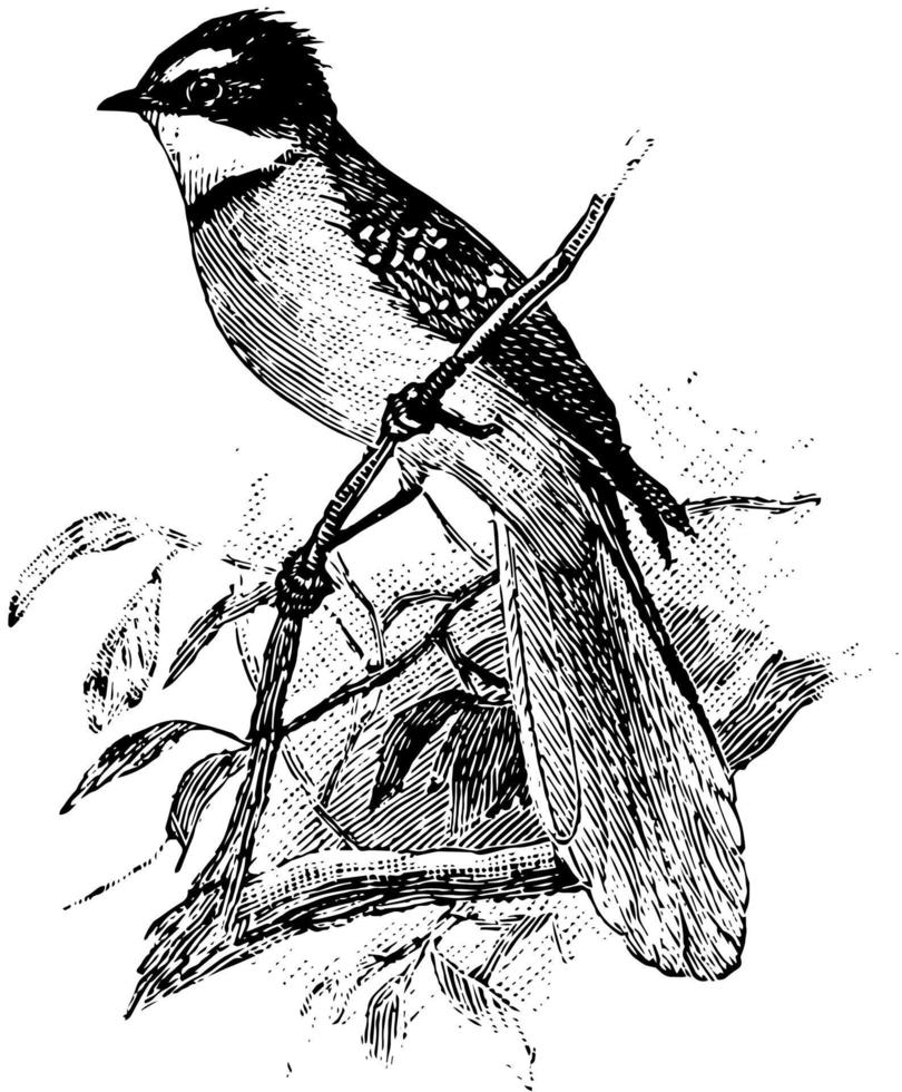 Fan Tailed Flycatcher, vintage illustration. vector