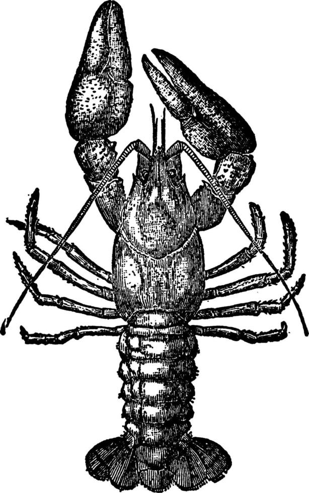 Crawfish or Crayfish, vintage illustration. vector