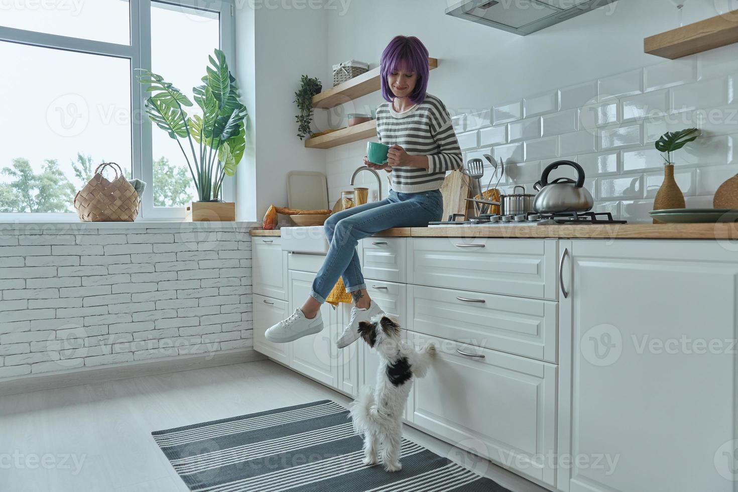 Cheerful young woman looking at her cute little dog while sitting on the kitchen counter photo