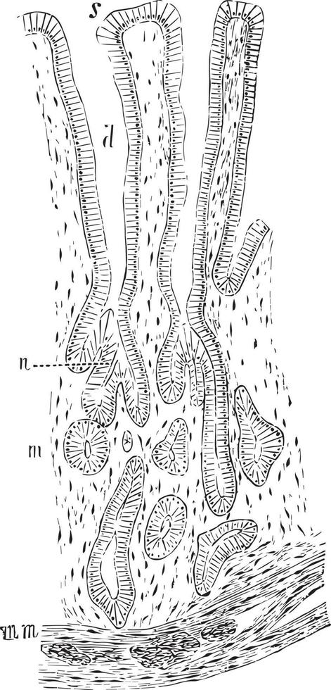 Pyloric Gland, vintage illustration. vector