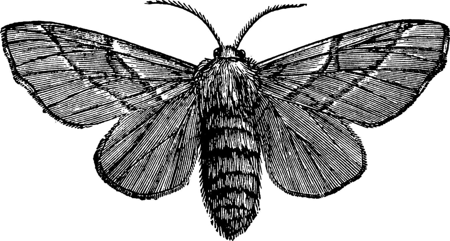Female Moth, vintage illustration. 13500501 Vector Art at