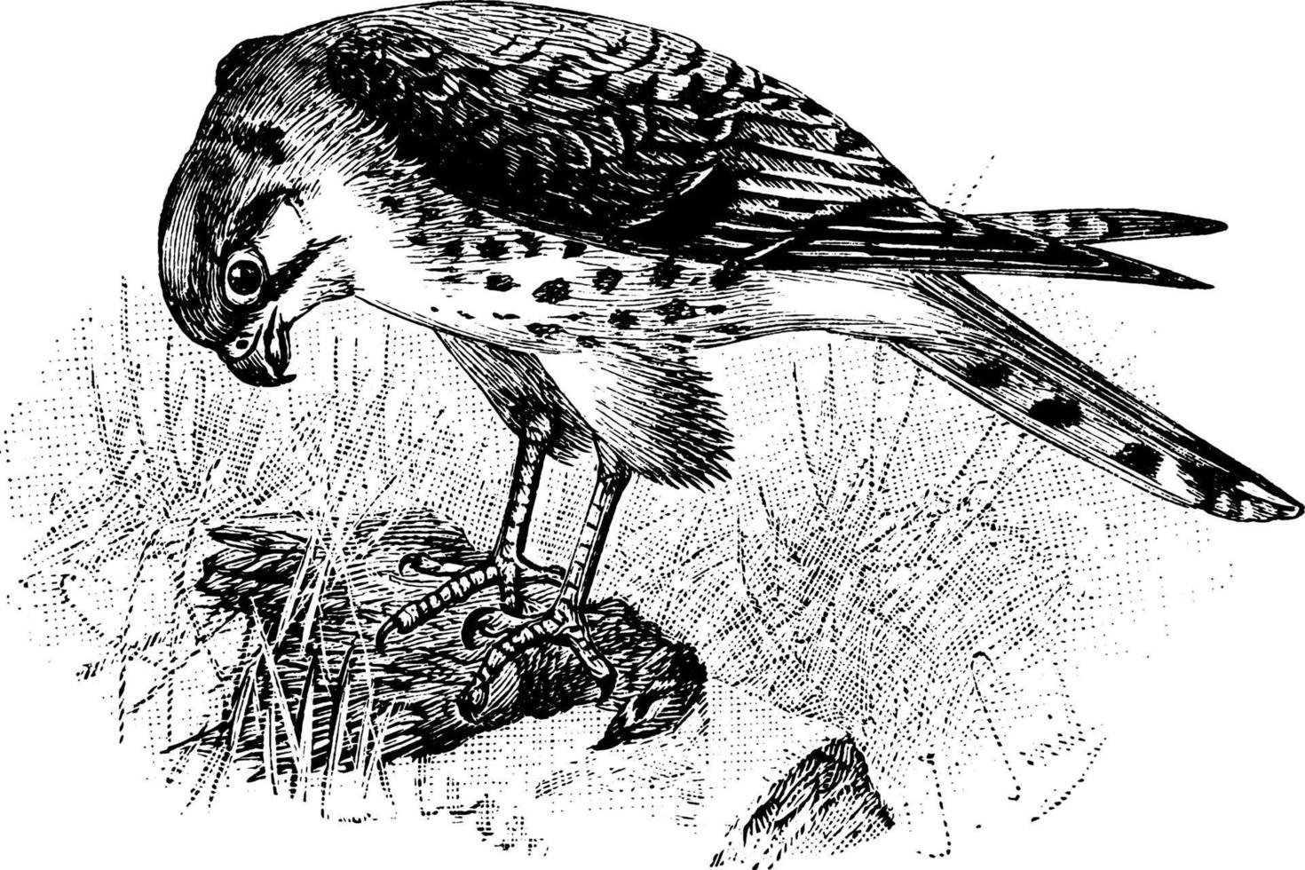 Sparrow Northern Sparrowhawk Accipiter nisus, vintage illustration vector