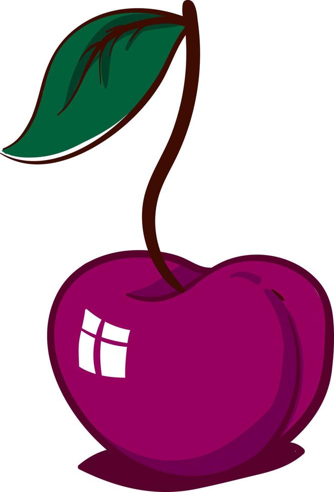 Beautiful cherry, illustration, vector on white background