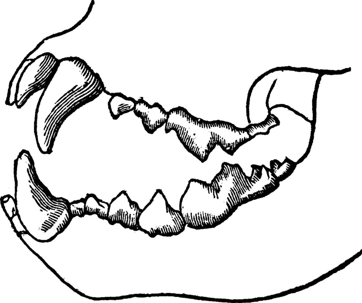 dientes de un animal carnívoro, ilustración antigua vector