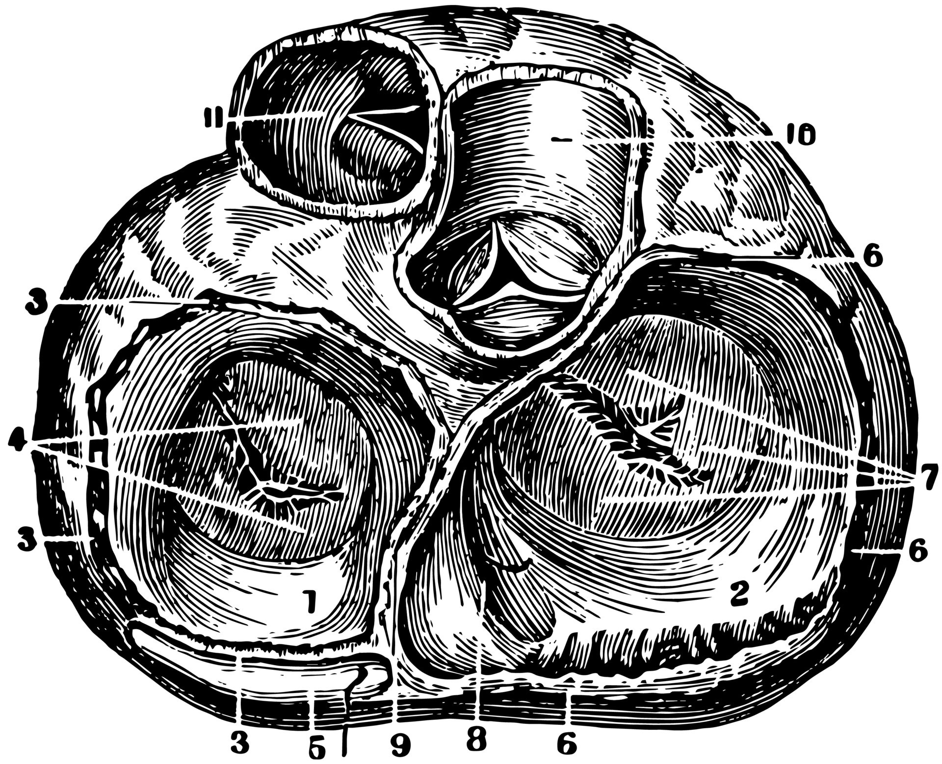 Heart Valves, vintage illustration. 13500727 Vector Art at Vecteezy