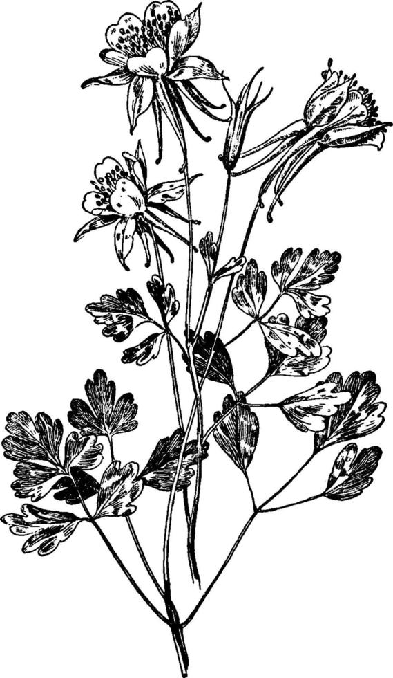 Aquilegia Chrysantha vintage illustration. vector