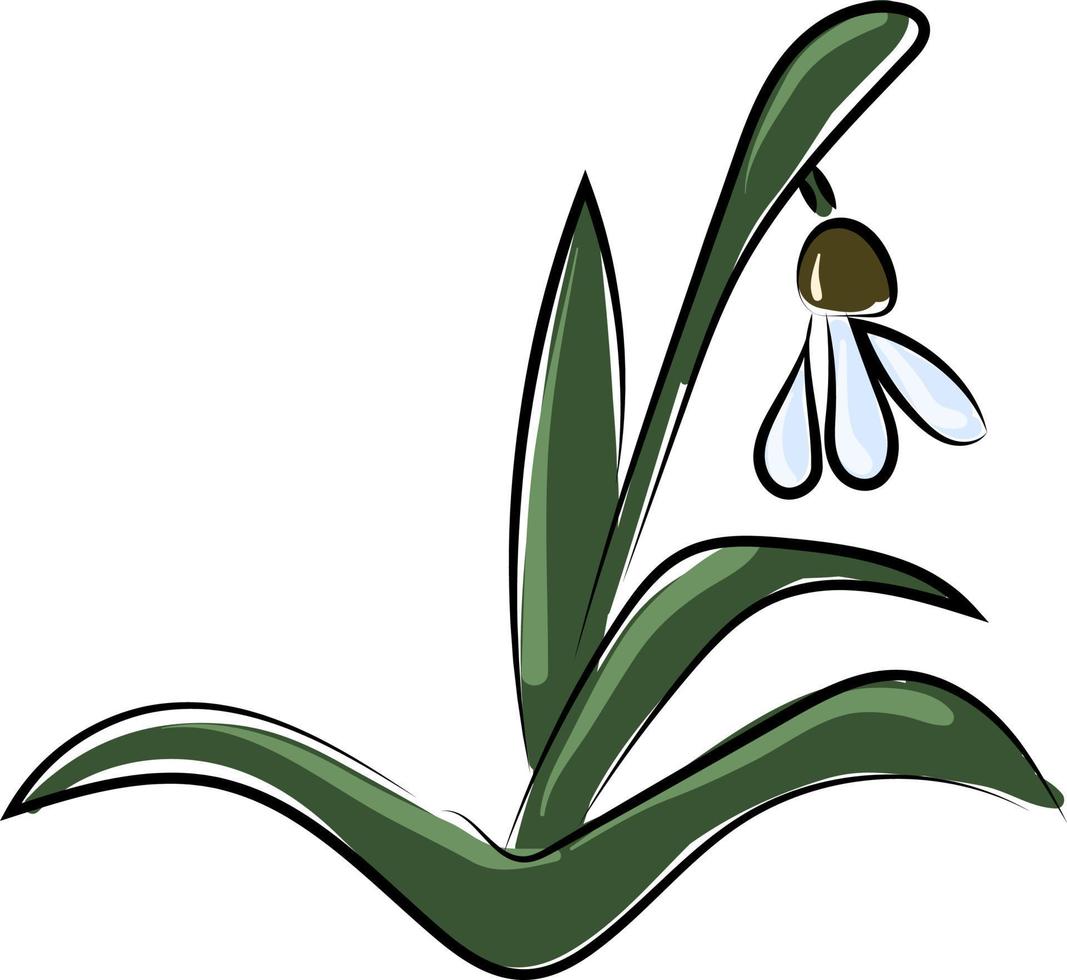 Snowdrops, illustration, vector on white background.