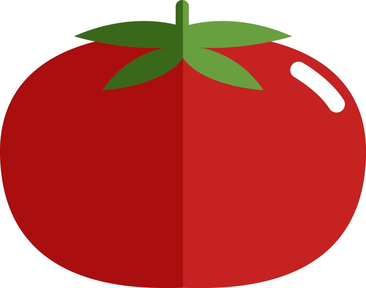 tomate rojo, ilustración, vector sobre fondo blanco.