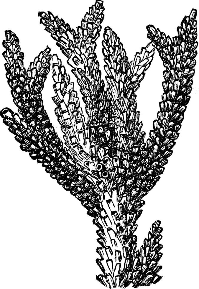 Madrepore Coral, vintage illustration. vector