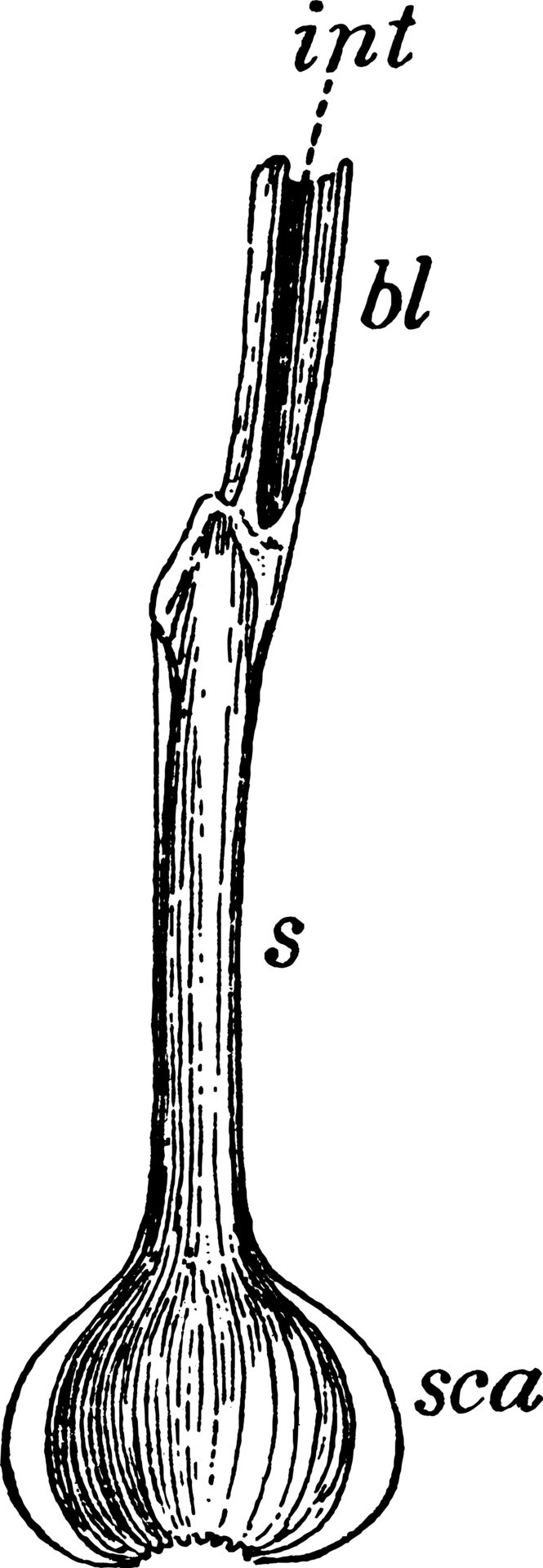 Onion Leaf vintage illustration. 13501753 Vector Art at Vecteezy