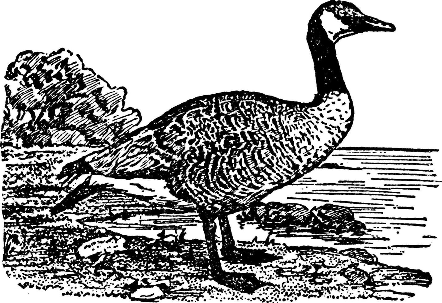 Canada Goose, vintage illustration. vector