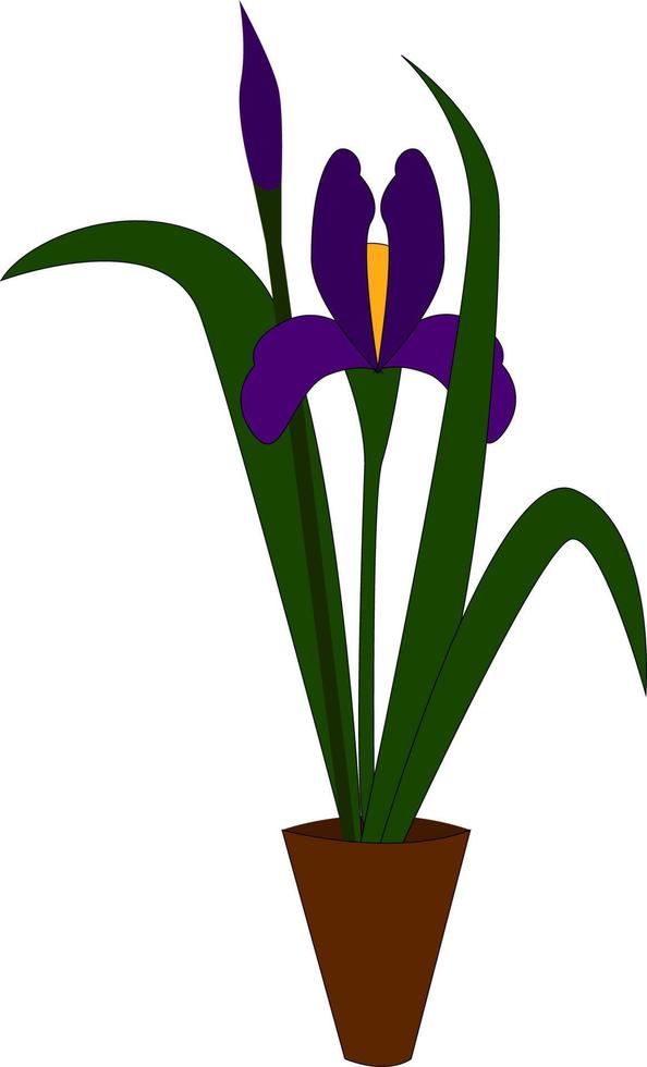 An iris plant with a purple flower, vector or color illustration.