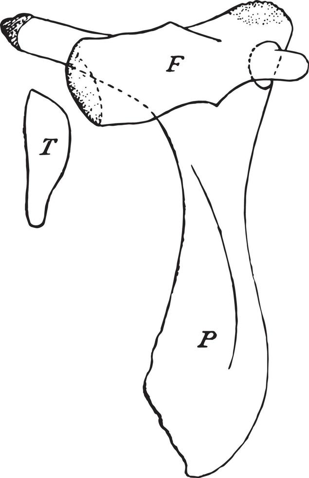 Greenland Whale Pelvis, vintage illustration vector