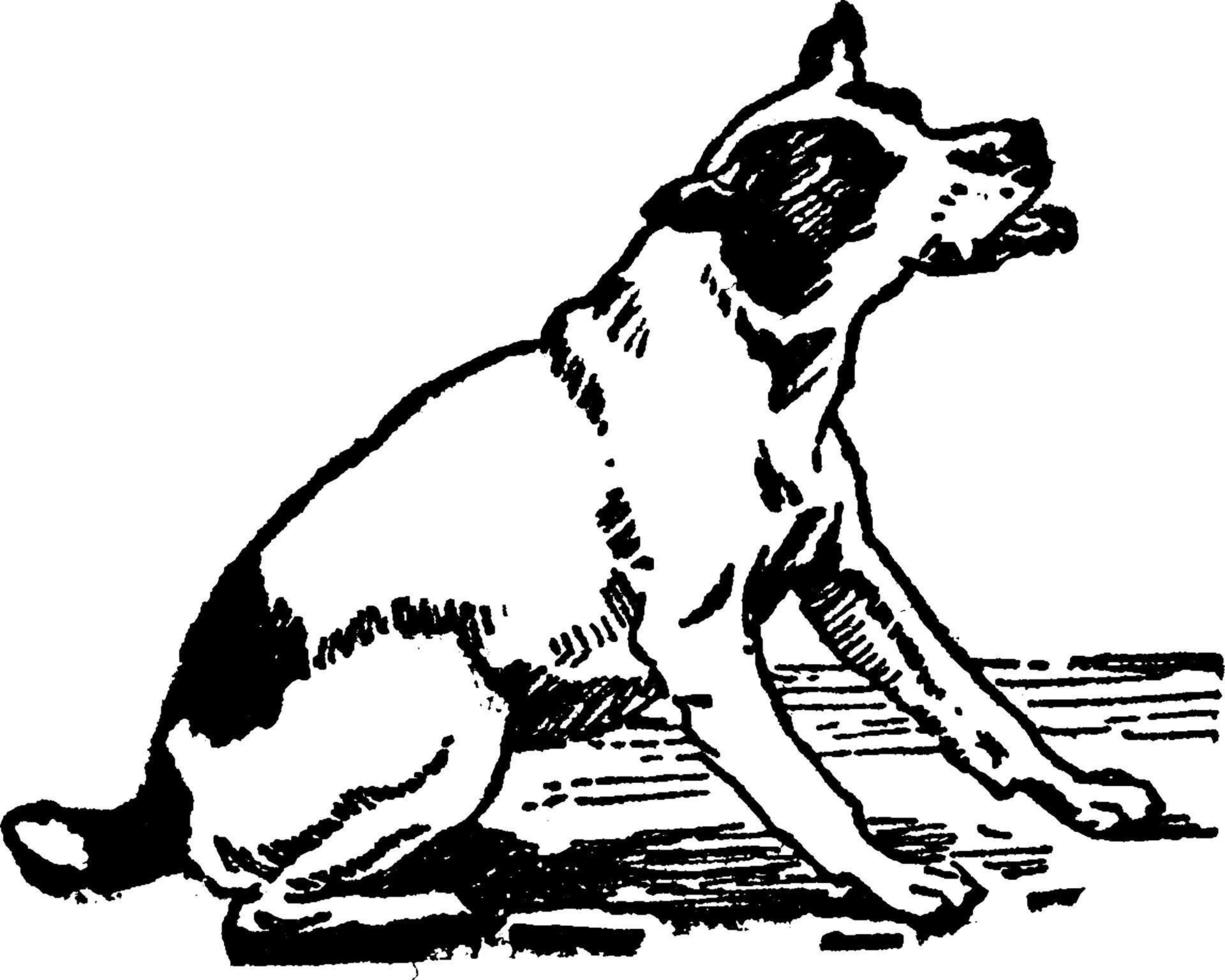 Dog, vintage illustration. vector