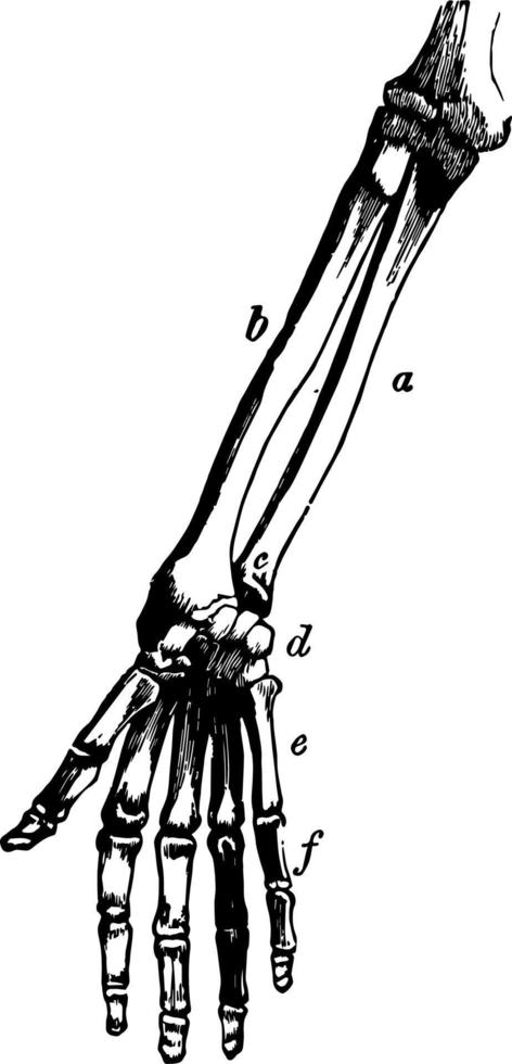 Bones of the Arm and Hand vintage illustration. vector