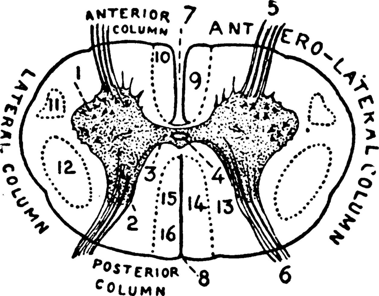 sección de una médula espinal, ilustración vintage. vector