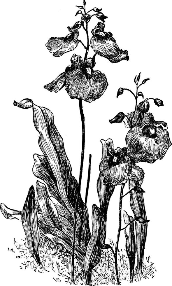 Utricularia Longifolia vintage illustration. vector