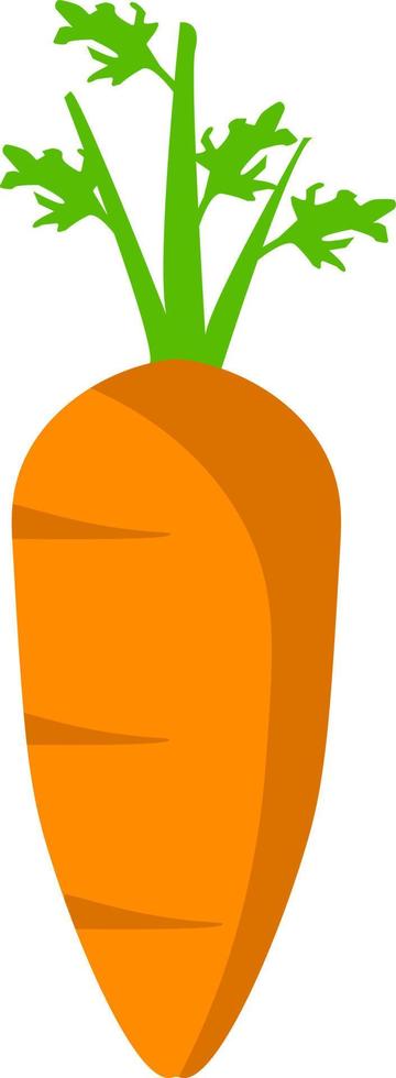 Fresh carrot, illustration, vector on white background.