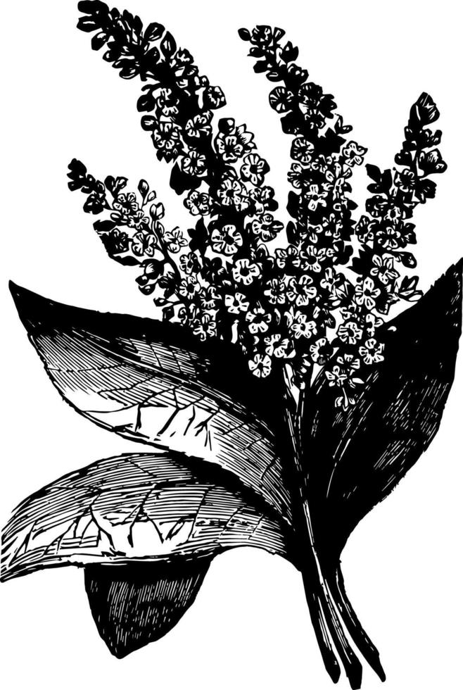 Cinnamon Tree vintage illustration. vector