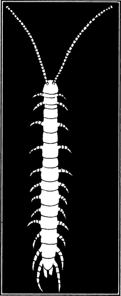 Centipede, vintage illustration. vector