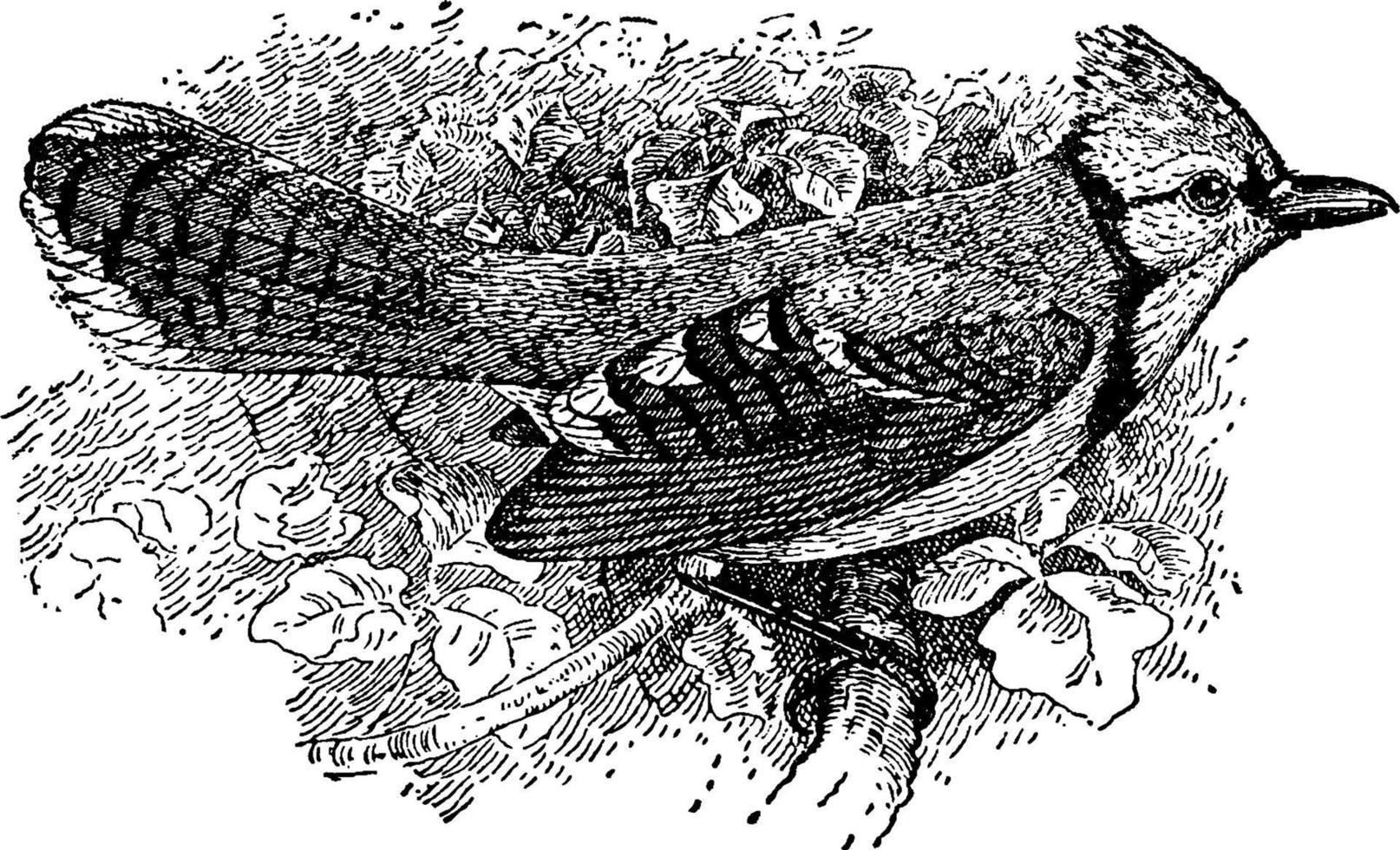 Blue Jay, vintage illustration. 13503590 Vector Art at Vecteezy
