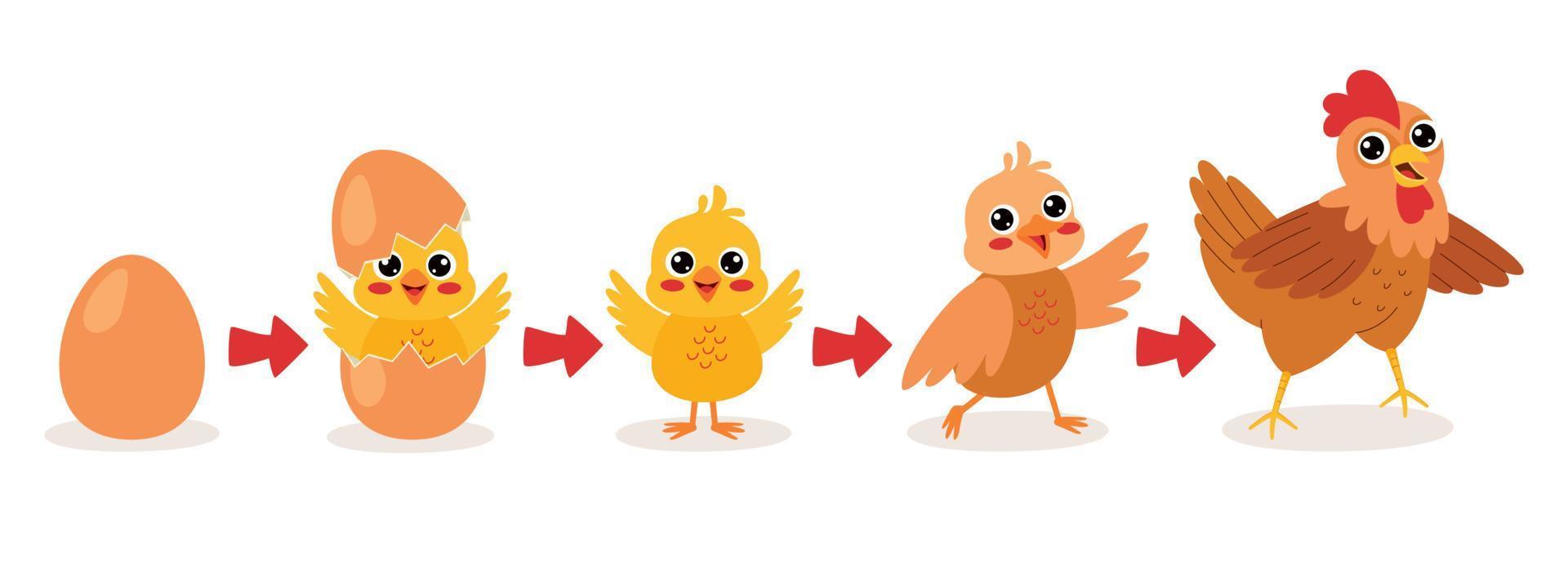 proceso de eclosión y crecimiento del pollo vector