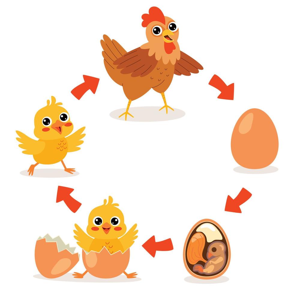 proceso de eclosión y crecimiento del pollo vector