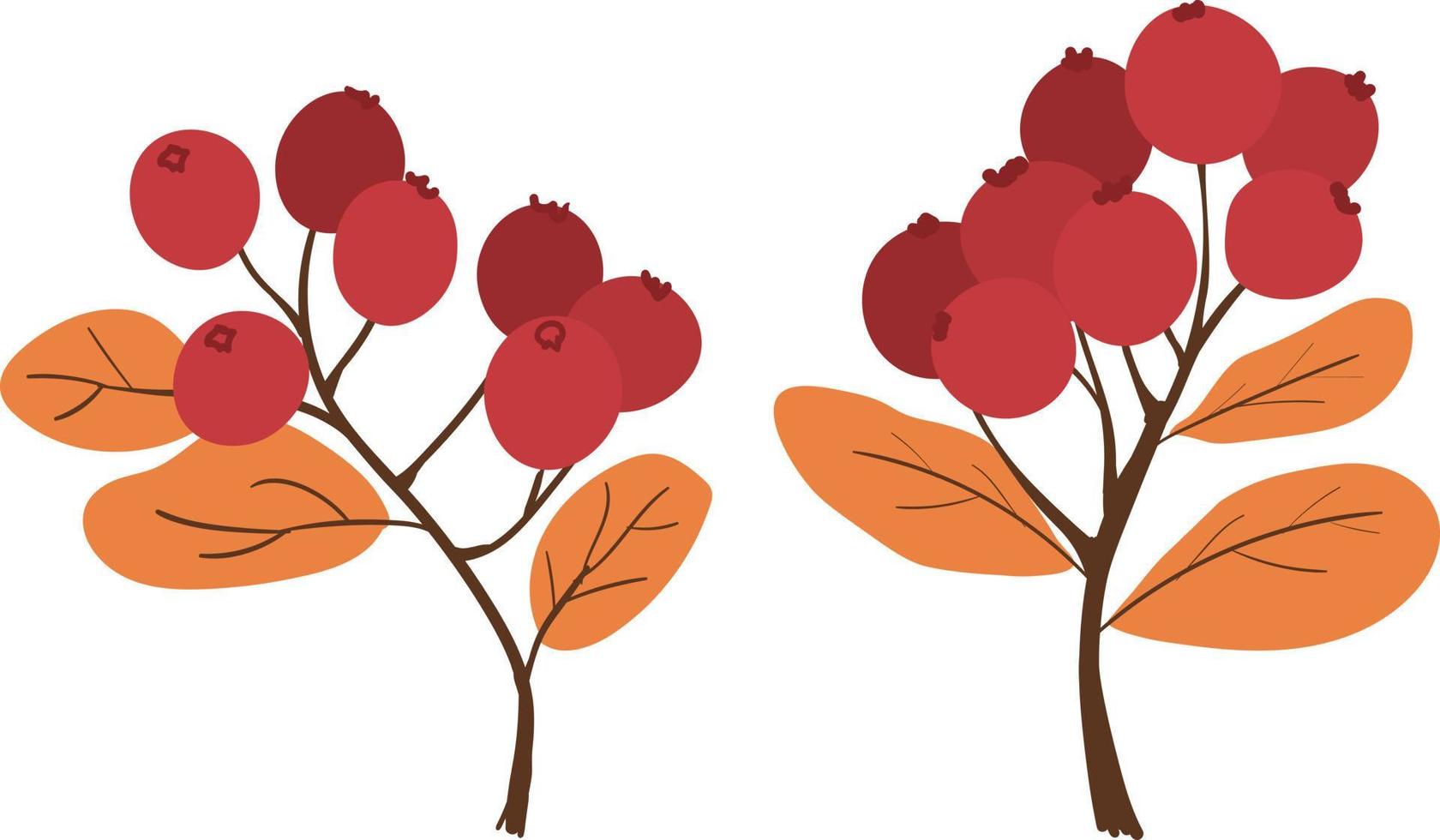 Set of autumn winter berries vector