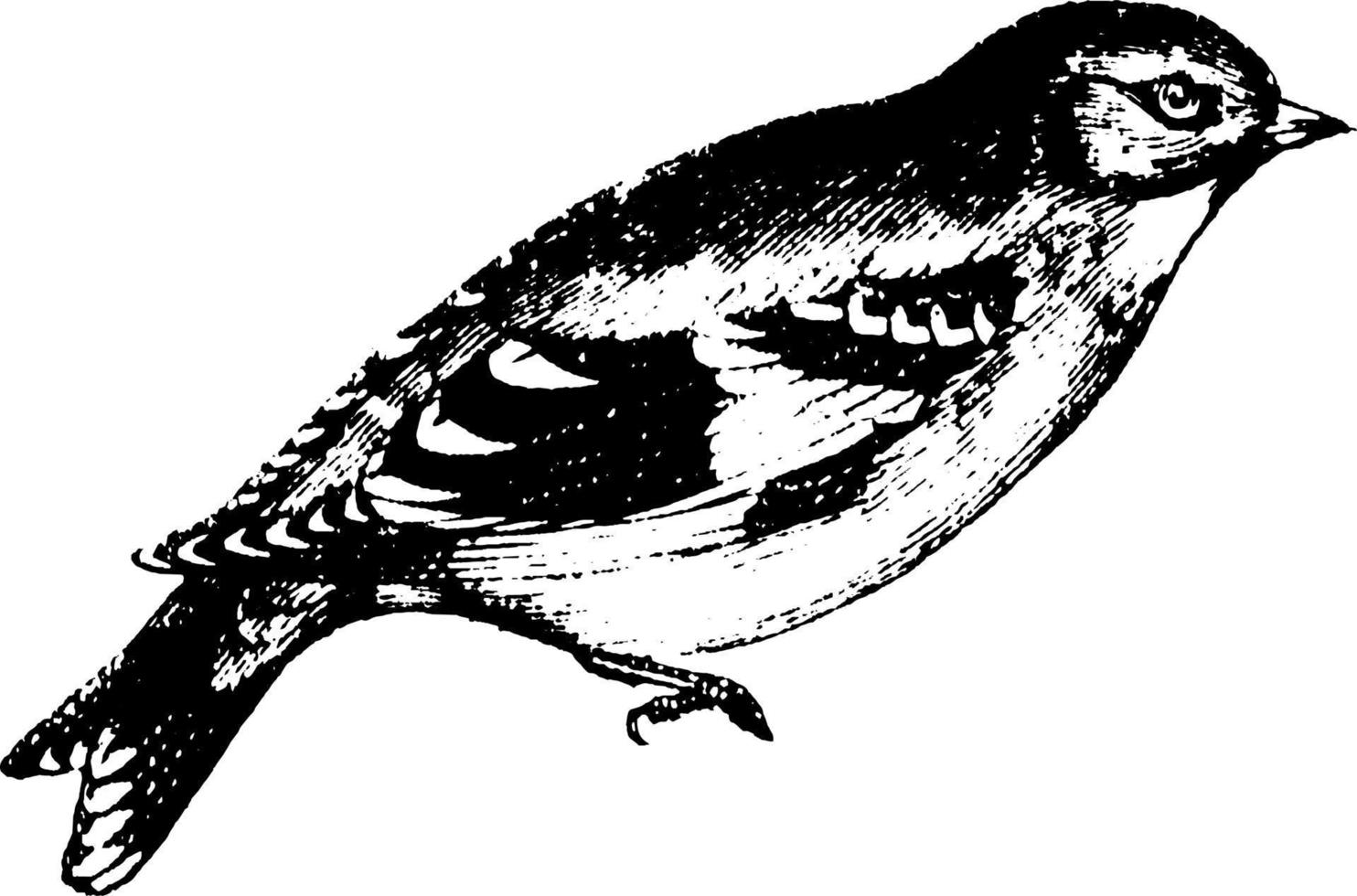 Goldfinch , vintage illustration. vector
