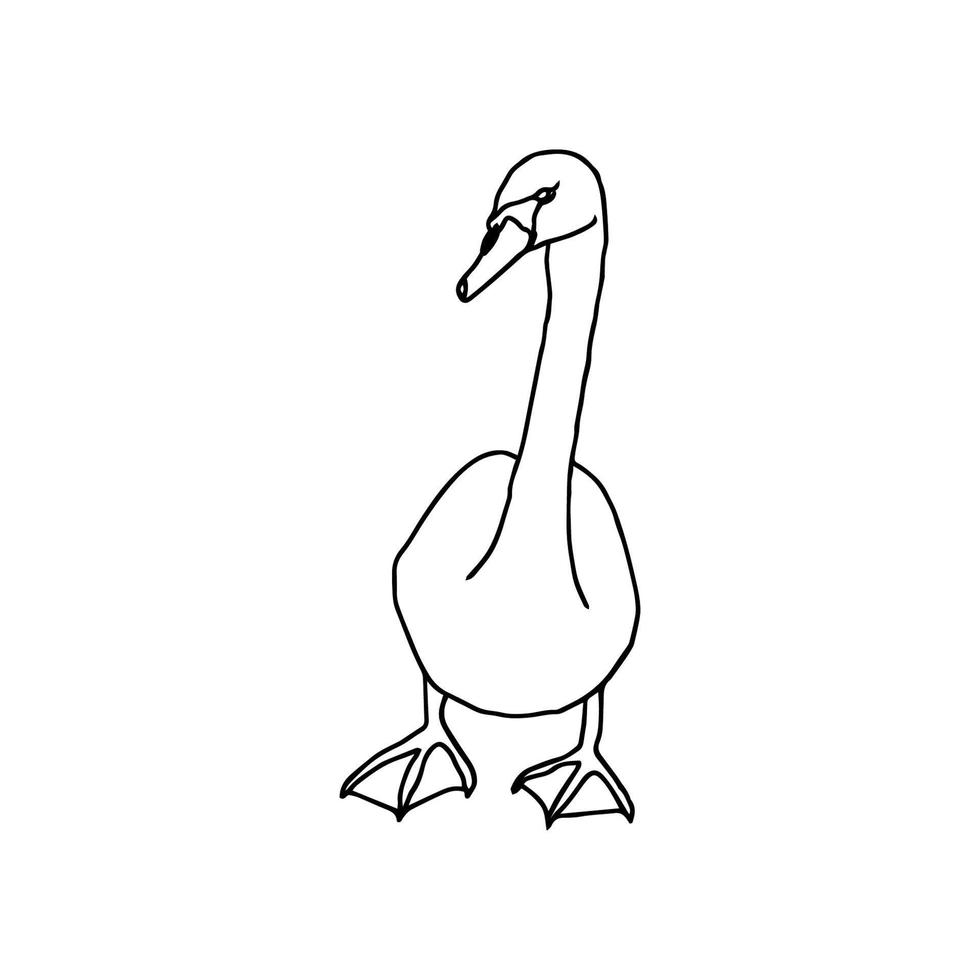 Swan or goose vector illustration on white background. Contour line art.