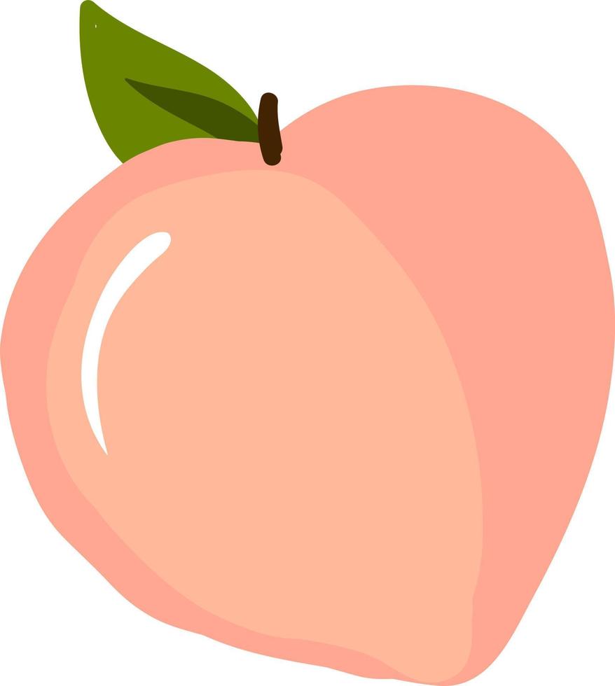 Peach, illustration, vector on white background.