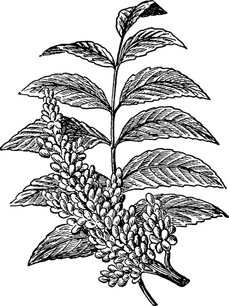 Sumac vintage illustration. vector