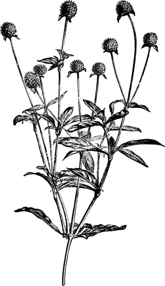Flowering Branch of Gomphrena Globosa vintage illustration. vector