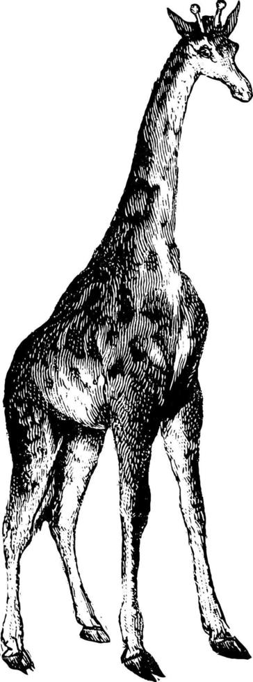 jirafa, ilustración vintage. vector