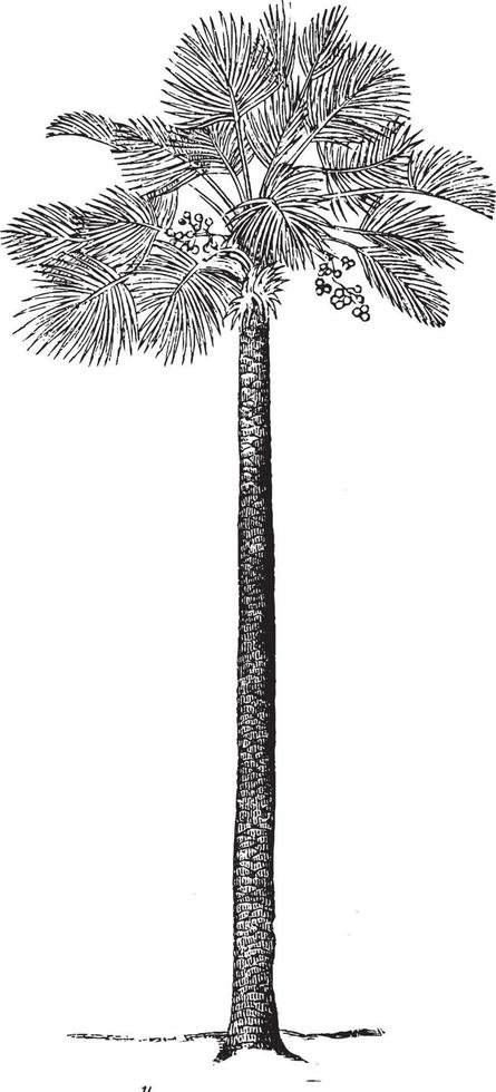 ilustración vintage de palmera. vector
