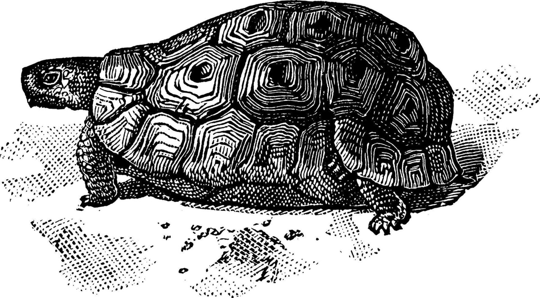 Turtle, vintage illustration vector