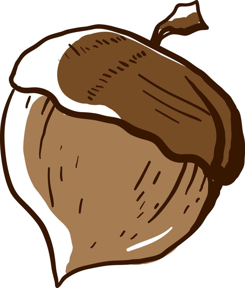 Acorn drawing, illustration, vector on white background.