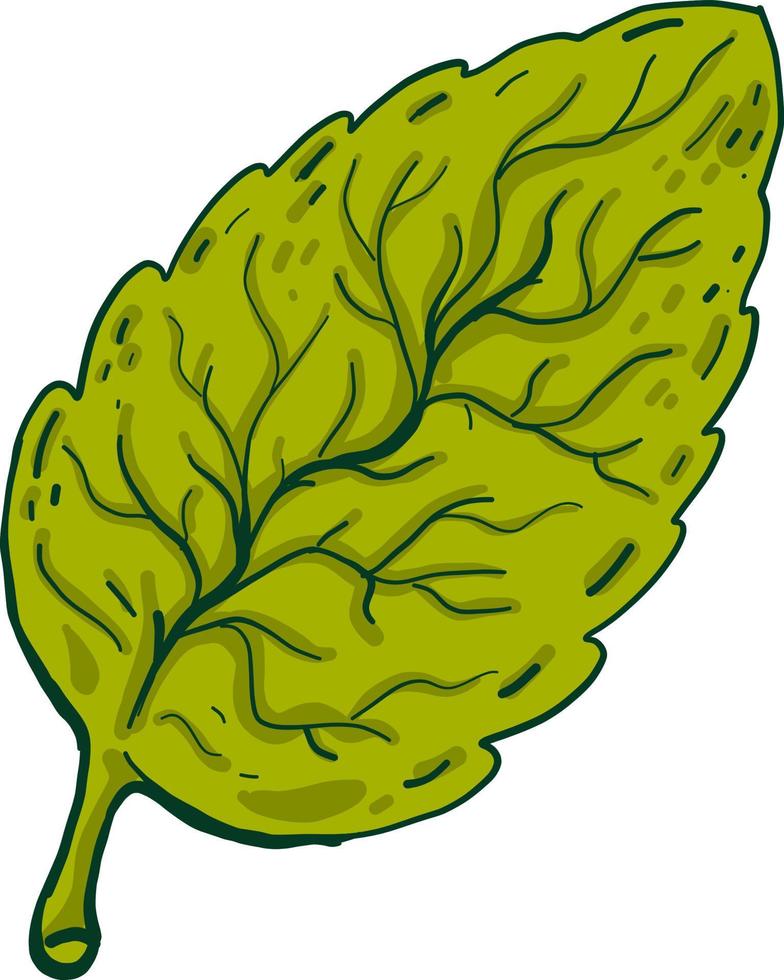 Big green leaf, illustration, vector on white background.