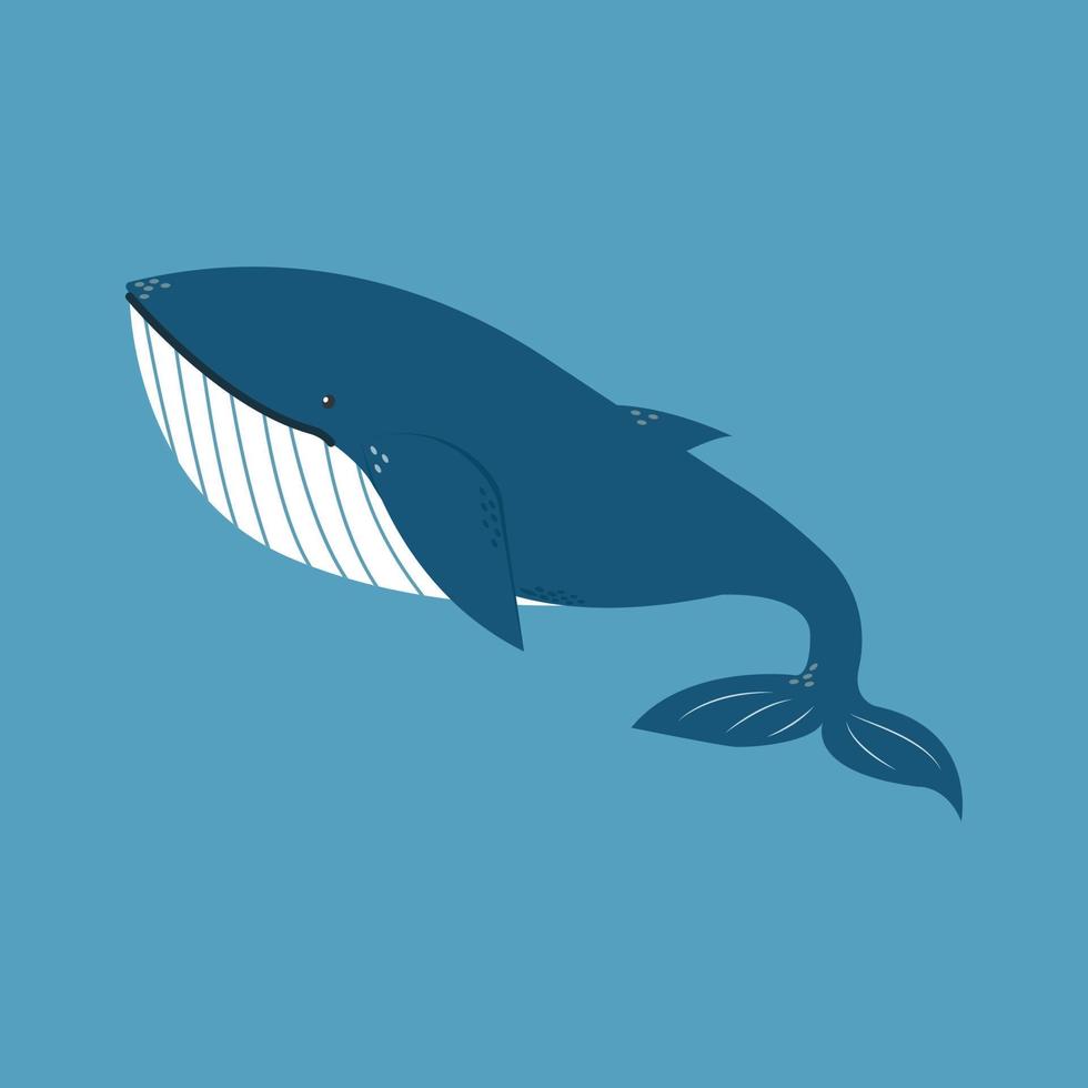 ballena, ilustración, vector sobre fondo blanco.