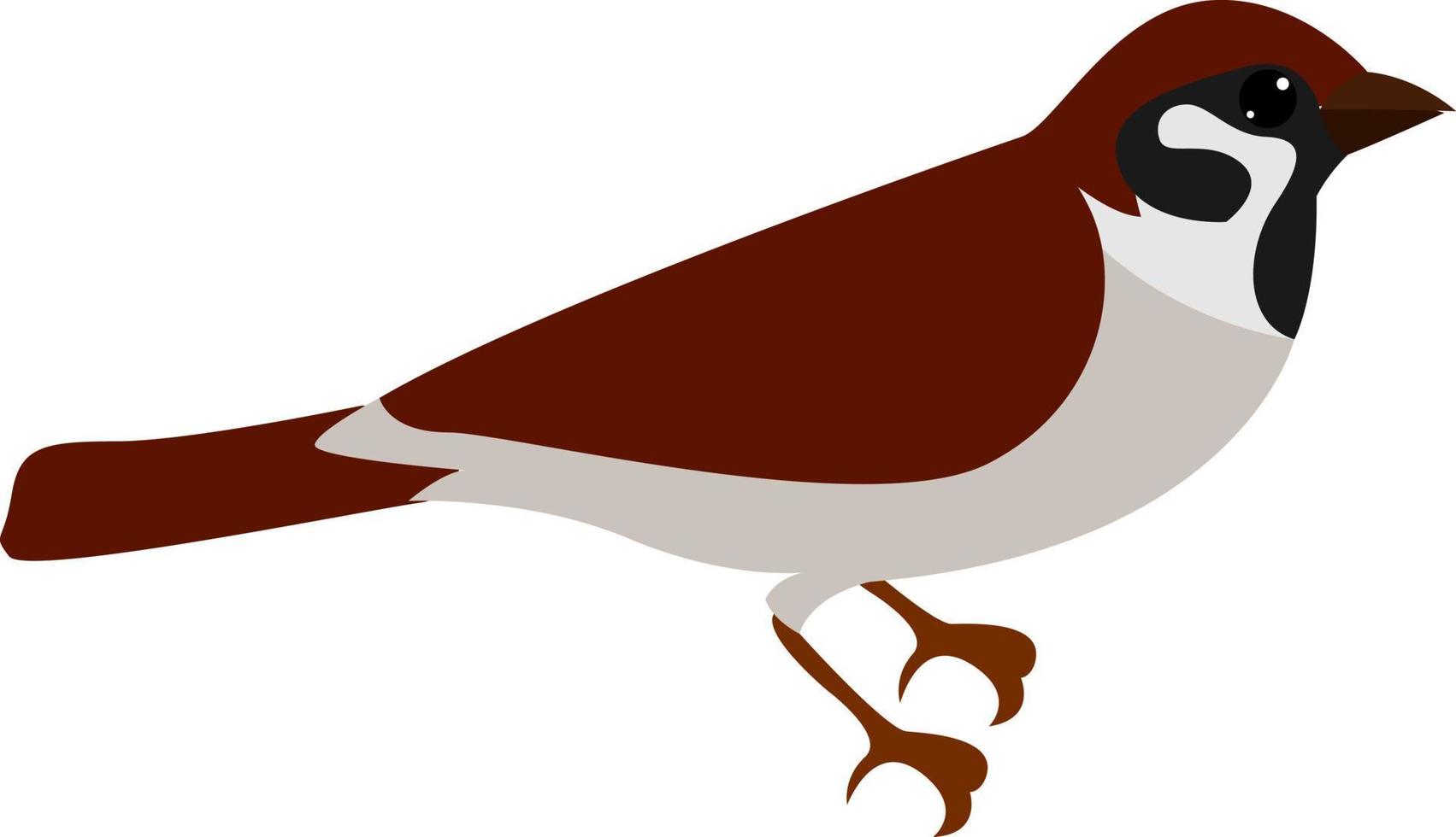 Little sparrow, illustration, vector on white background.