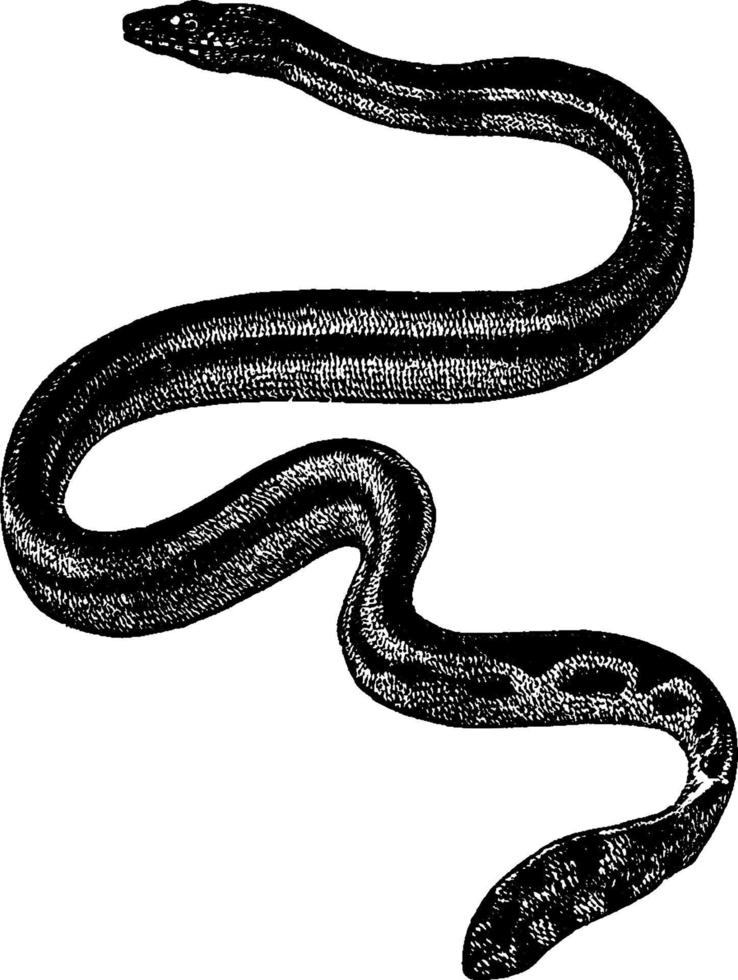 Sea Snake, vintage illustration. vector