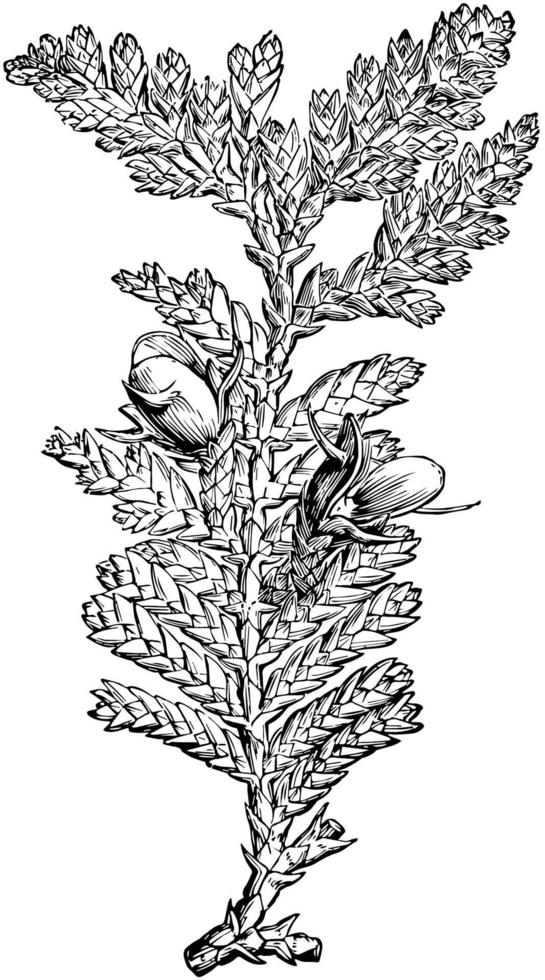 Fruiting Branchlet of Libocedrus Doniana vintage illustration. vector