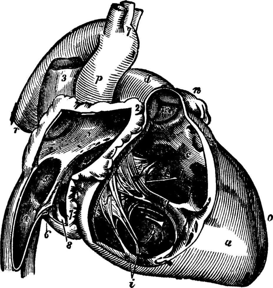 Right side of the Heart, vintage illustration. vector