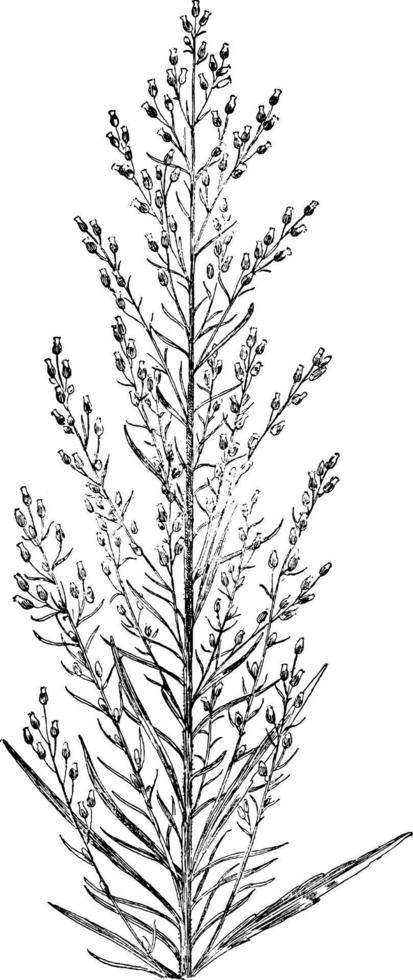 Horseweed vintage illustration. vector